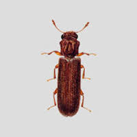 Wood Boring Beetles Vs Pantry Pest Beetles Mesa Az