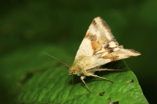 Learn More About Webbing Clothes Moths In AZ