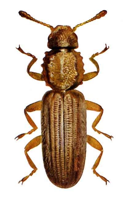 sawtoothed grain beetle