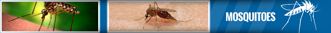 banner-mosquitoe