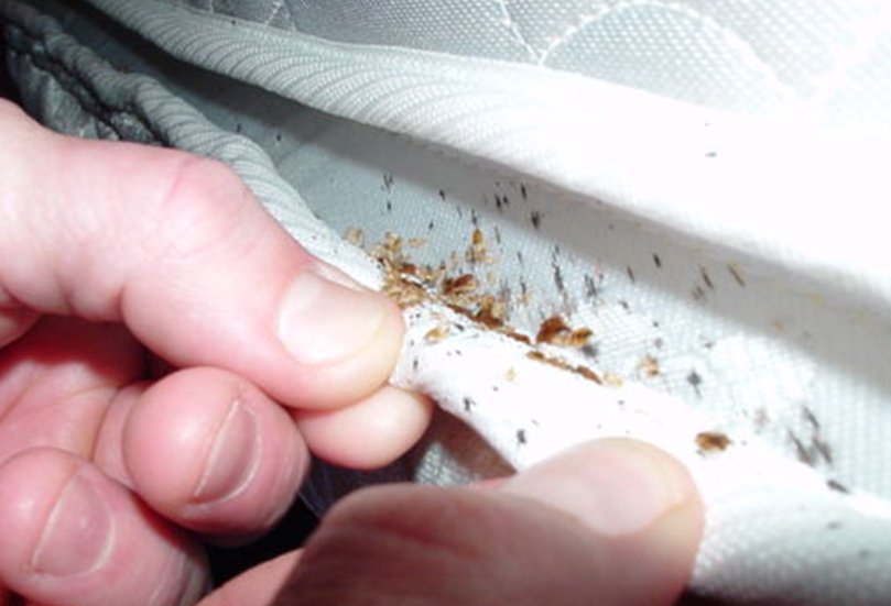 How To Treat Bed Bugs On Bunk Beds at Kathy Jack blog