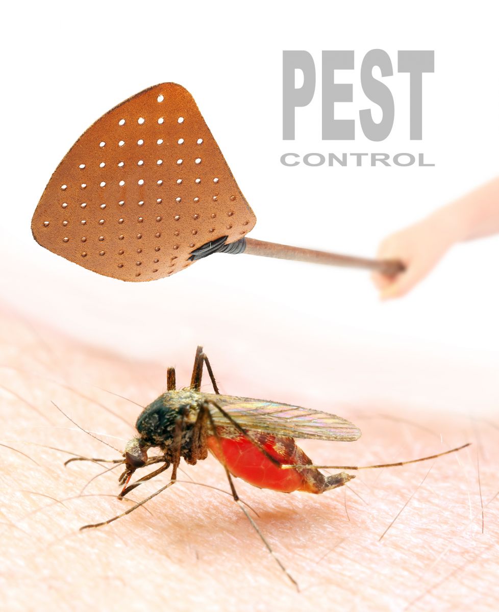 Get Rid of House Flies: House Fly Control Information