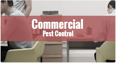 affordable pest control