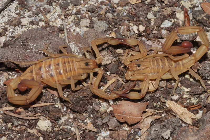 Are Scorpions In Chandler, AZ Dangerous?